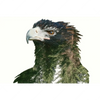 Led Wandbild Adler Wald Querformat Motivvorschau