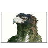 Led Wandbild Adler Wald Querformat Produktvorschau Frontal