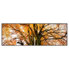 Led Wandbild Alte Buche Panorama Produktvorschau Frontal
