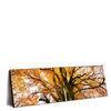 Led Wandbild Alte Buche Panorama Produktvorschau Seitlich
