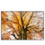 Led Wandbild Alte Buche Querformat Produktvorschau Frontal