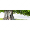 Led Wandbild Alte Linde Auf Sommerwiese Panorama Motivvorschau