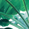 Led Wandbild Bananenpalme Querformat Zoom
