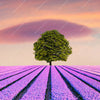 Led Wandbild Baum Im Blumenfeld Querformat Zoom