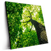 Led Wandbild Baum Im Wald Quadrat Produktvorschau Seitlich