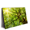 Led Wandbild Baumkrone Einer Buche Querformat Produktvorschau Seitlich