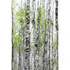 Led Wandbild Birkenwald Hochformat Motivvorschau