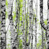 Led Wandbild Birkenwald Querformat Zoom