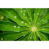 Led Wandbild Blatt Mit Wassertropfen Querformat Motivvorschau