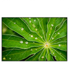 Led Wandbild Blatt Mit Wassertropfen Querformat Produktvorschau Frontal
