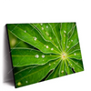 Led Wandbild Blatt Mit Wassertropfen Querformat Produktvorschau Seitlich