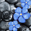 Led Wandbild Blaue Blume Graue Steine Quadrat Motivvorschau