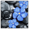 Led Wandbild Blaue Blume Graue Steine Quadrat Produktvorschau Frontal