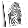 Led Wandbild Bleistiftzeichnung Zebra Quadrat Produktvorschau Seitlich