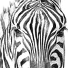 Led Wandbild Bleistiftzeichnung Zebra Querformat Zoom