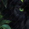 Led Wandbild Blick Des Panthers Panorama Zoom