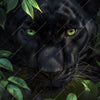 Led Wandbild Blick Des Panthers Quadrat Motivvorschau