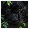 Led Wandbild Blick Des Panthers Quadrat Produktvorschau Frontal