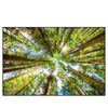 Led Wandbild Blick In Baumkronen Querformat Produktvorschau Frontal
