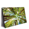 Led Wandbild Blick In Baumkronen Querformat Produktvorschau Seitlich