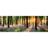 Led Wandbild Bluehender Wald Bei Sonnenaufgang Panorama Motivvorschau