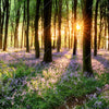 Led Wandbild Bluehender Wald Bei Sonnenaufgang Quadrat Motivvorschau