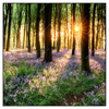 Led Wandbild Bluehender Wald Bei Sonnenaufgang Quadrat Produktvorschau Frontal