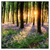 Led Wandbild Bluehender Wald Bei Sonnenaufgang Quadrat Produktvorschau Frontal