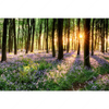 Led Wandbild Bluehender Wald Bei Sonnenaufgang Querformat Motivvorschau