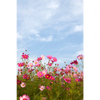 Led Wandbild Blumenwiese Bei Strahlend Blauem Himmel Hochformat Motivvorschau