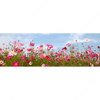 Led Wandbild Blumenwiese Bei Strahlend Blauem Himmel Panorama Motivvorschau