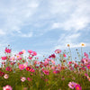 Led Wandbild Blumenwiese Bei Strahlend Blauem Himmel Quadrat Motivvorschau