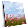 Led Wandbild Blumenwiese Bei Strahlend Blauem Himmel Quadrat Produktvorschau Seitlich