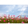 Led Wandbild Blumenwiese Bei Strahlend Blauem Himmel Querformat Motivvorschau