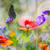 Led Wandbild Blumenwiese Mit Schmetterlingen Quadrat Motivvorschau