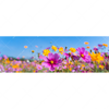 Led Wandbild Blumenwiese Unter Blauem Himmel Panorama Motivvorschau