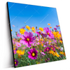 Led Wandbild Blumenwiese Unter Blauem Himmel Quadrat Produktvorschau Seitlich