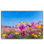 Led Wandbild Blumenwiese Unter Blauem Himmel Querformat Produktvorschau Frontal