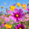 Led Wandbild Blumenwiese Unter Blauem Himmel Querformat Zoom