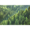 Led Wandbild Der Wald Querformat Motivvorschau