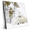 Led Wandbild Eisbaerenfamilie In Winterlicher Landschaft Quadrat Produktvorschau Seitlich