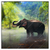 Led Wandbild Elefant Im Wasser Quadrat Produktvorschau Frontal