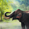 Led Wandbild Elefant Im Wasser Querformat Zoom