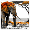 Led Wandbild Elefant Kraft Der Wildnis Quadrat Produktvorschau Frontal
