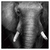 Led Wandbild Elefant Schwarzweiss Quadrat Produktvorschau Frontal