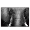 Led Wandbild Elefant Schwarzweiss Querformat Produktvorschau Frontal