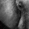 Led Wandbild Elefant Schwarzweiss Querformat Zoom