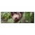 Led Wandbild Faultier Streckt Zunge Raus Panorama Produktvorschau Frontal