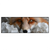 Led Wandbild Friedlicher Fuchs Und Blumen Panorama Produktvorschau Frontal