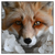 Led Wandbild Friedlicher Fuchs Und Blumen Quadrat Produktvorschau Frontal